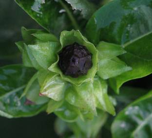 GRAH PRAVESH gulbas, mirabilis, 4 o'clock palnt, Marvel-of-peru, Marvel-of-peru, seeds Seed