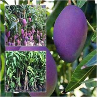 Arlo Grafted Rare Fruit Live Plant -Dwarf Thailand Mango Plant (1 per packet) Seed