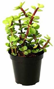E-GARDEN GOOD LUCK JADE PLANT HIGH QUALITY