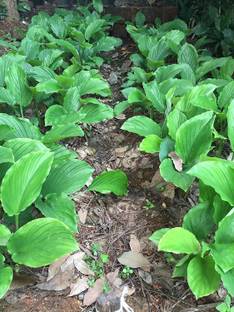 SHOP 360 GARDEN Kaempferia parviflora / Black Ginger / Thai ginseng / Krachai dum Plant Rhizomes For Growing - Pack of 6 Rhizomes Seed