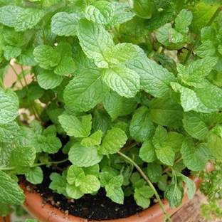 XOLDA Organic Pudina mint Seed
