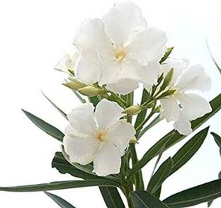 NurseryNature Kaner Nerium White