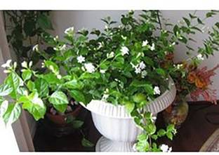 Trothic Gardens Live Mogra/Arabian Jasmine/Jasminum sambac Flower Plant