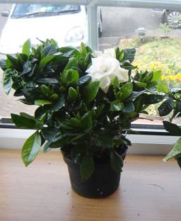 NurseryNature Gardenia Fragnent Flower