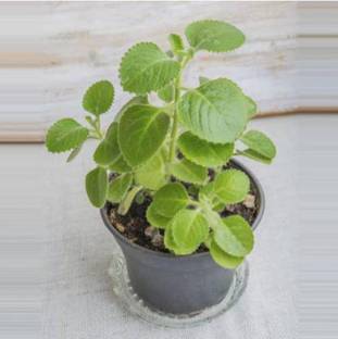 Subhadra Ajwain Omavalli Karpooravalli Live Plant with Pot