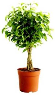Mohini Plant Ficus Plant