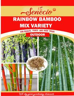 SENECIO® Multicolor Rainbow Bamboo Outdoor Garden Seed
