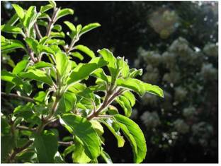 Siddya Tulsi Seeds, Basil Seeds Seed