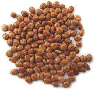 Green India Cassia siamea – Senna siamea - Cassod Tree seeds, Siamese Senna seeds (500 g) Seed