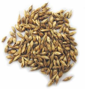 Green India Bamboo seeds, Dendrocalamus strictus, Calcutta Bamboo, Dendrocalamus seeds, stone bamboo – Pack of 50 g Seed