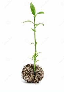 Green India Rare Tropical Alstonia scholaris Devil Tree Ezhilam Pala Tree 20 Gram Pack Seed