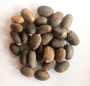 Green India Ratanjot (Jatropha Curcas) Seed-50 Gm Seed