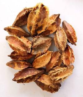 Green India Terminalia Arjuna, Arjun Tree, Shade Tree Seeds Marudha Maram Or Neer Maruthu (Brown, Pack Of 100 G) Seed