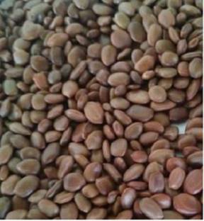 Green India Shami Tree/Banni Tree/Vanni Maram/Prosopis Cineraria Tree Seeds - Pack Of 1 Kg Seed
