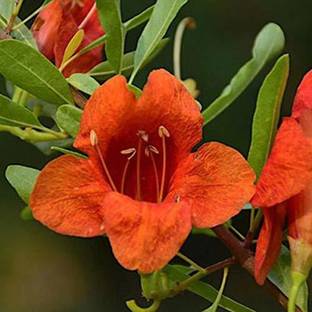 Green India Tecomella Undulata, Rohida, Desert Teak, Marwar Teak - Timber Tree Seeds For Growing - Pack Of 1 Kg Seed