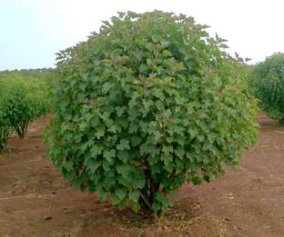 Green India Ratanjot Seeds Jatropha Curcas Seed-100 Gm Seed