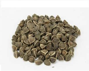 Green India Moringa Seeds, Drumstick Seeds, Sahajan Seeds,Subhanjana,Ben Tree, Moringa Oleifera Seed