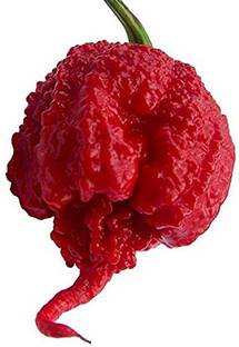 Trothic Gardens World's Hottest Chili Pepper - Rare ' Trinidad Moruga Scorpion chilli ' Seed