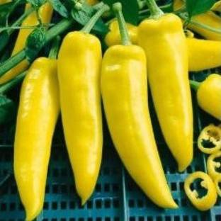 VibeX ™ XX-240-Chilli/Pepper Hungarian Wax Yellow Seeds Seed