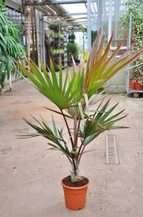 NurseryNature Latania Palm Plant