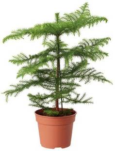 NurseryNature Christmas Tree Plant