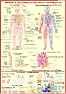 First Aid chart - Skeleton and Circulatory System Photographic Paper