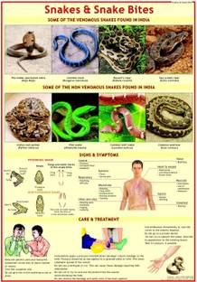 First Aid chart - Snakes and Snake Bite Photographic Paper