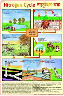 Environment Chart - Nitrogen cycle Photographic Paper