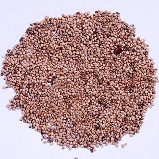 Green India Fruit Seeds -Guava seeds- Amrud Seeds - (Psidium guajava Seeds), Organic guava seed, guava seeds Pack of 1 kg Seed