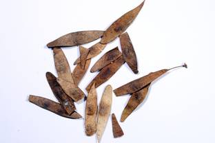 Green India Shisham tree Seed