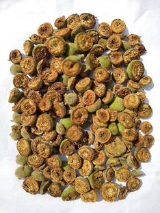 Green India Gular/Cluster Fig/Ficus Racemosa / Country Fig/Fig/Athi Fruit Seeds - 50 gm Seed