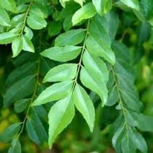 Bee Green Curry Leaf Plant