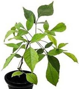 Subhadra Bel Plant