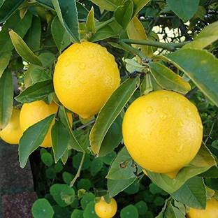 Platone Sweet Lemon Plant