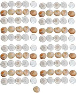 Saptraag ( 2 cm, 101 Pc) Gomati Gomti Chakra Decorative Showpiece  -  2 cm