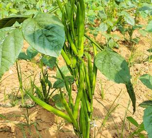 CooPany CLUSTER BEANS /GUAR BEAN / KOTHAVARANGA / SEENIYAVARAKA SEEDS 200 Seed
