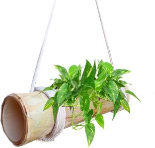 LIVEONCE bamboo made Natural wooden planter hanger Plant Container