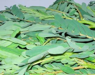 CooPany AGSTHI / BOKFUL / AGATHI KEERAI SEEDS 50 Seed