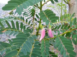 CooPany AGASTHI / BOKFUL / AGSTHI KEERAI SEEDS 30 Seed