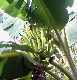 CooPany Banana Plant