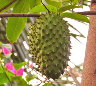 Mohomaya Custard Apple Plant