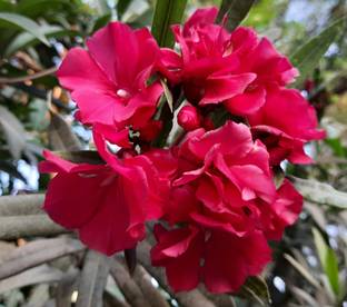 CooPany Oleander Plant