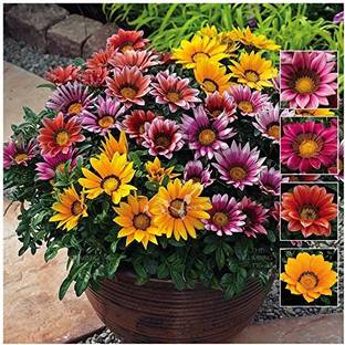 Greenursery Gazania/African Daisy Plant