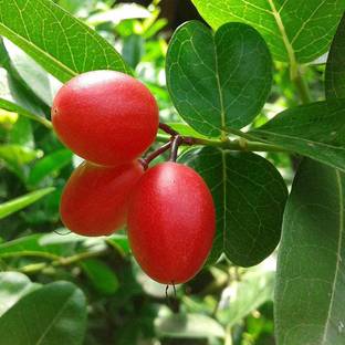 SAVE GREEN Karonda Plant