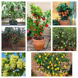BEE Garden 7 Fruit Combo (Apple Grape Guava Orange Papaya Lemon Pomegranate) 5 Seeds of Each Plants Seed