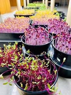 Joycity Joycity Microgreen Seeds Combo- Pack of 20 Varieties Of Microgreens (2230+ Seeds) Seed