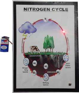 MELODY's Nitrogen Cycle - Science Working Model Using Running LED Lights Educational Electronic Hobby Kit
