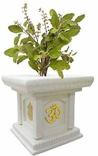 Cloud Farm Tulsi Plant