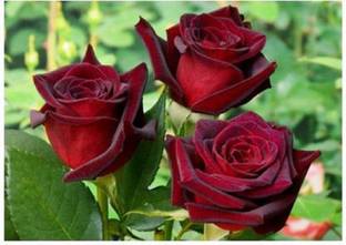 Heaven Of Saplings Rose Plant