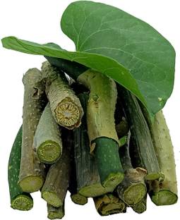 TIGMA Guchcha, Giloy stems, Guduchi stems, Giloy Stems the Great Immunity Booster Seed